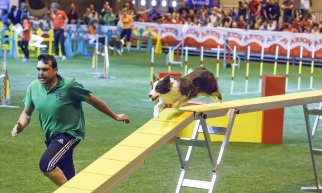 El deporte canino llega a El Pradillo