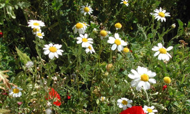 ¿A qué huele la aromaterapia?