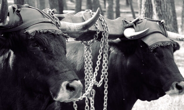 Vacas por la senda de las ovejas