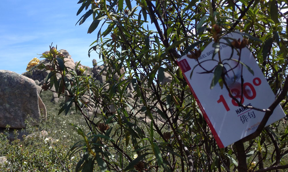 Haikus y otras historias