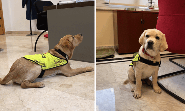 Daiqui y Lenox, guías administrativos