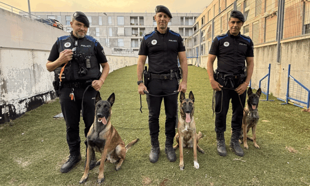 Comando canino